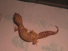 GAMERA