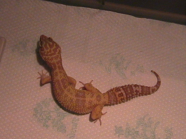 GAMERA