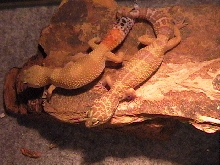 Gammarah and Gabera
