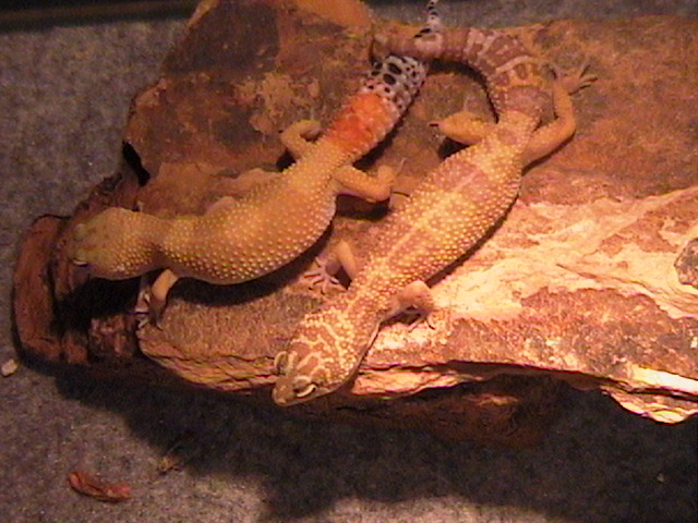 Gammarah and Gabera