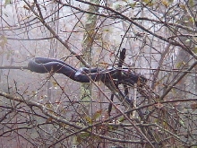Racer1