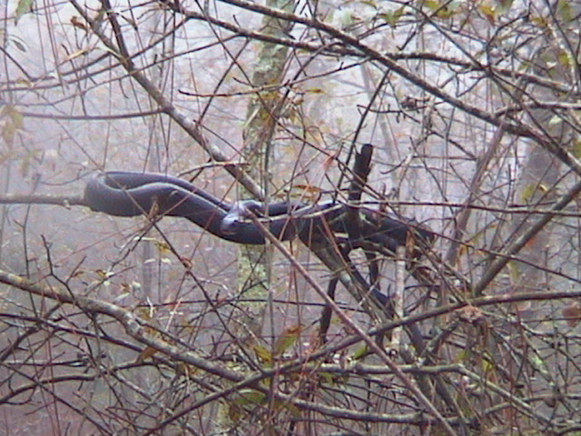 Racer1