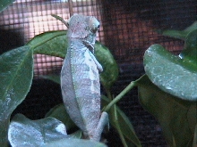 blueback