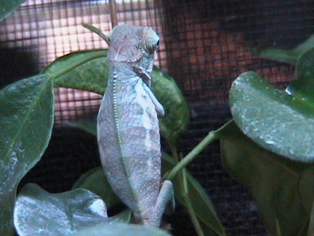 blueback