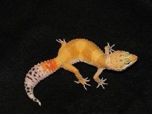 Gabra