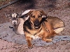 puppygoat