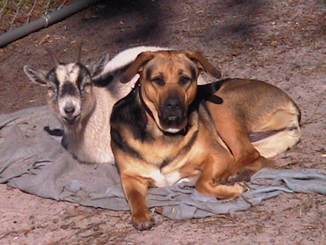 puppygoat