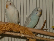 Robbie and Frankie