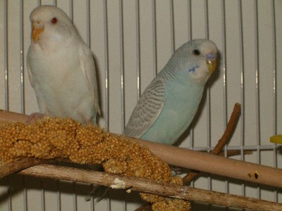 Robbie and Frankie