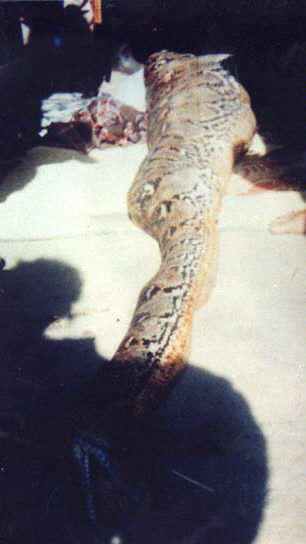 Maneater?(!!)