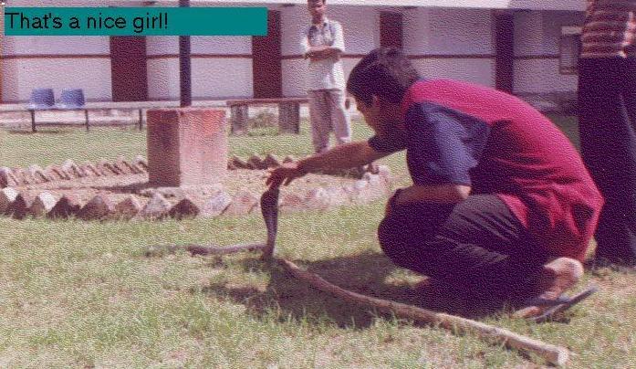 Cobra encounters