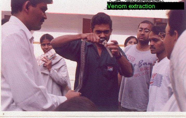 venom extraction