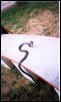 cobra