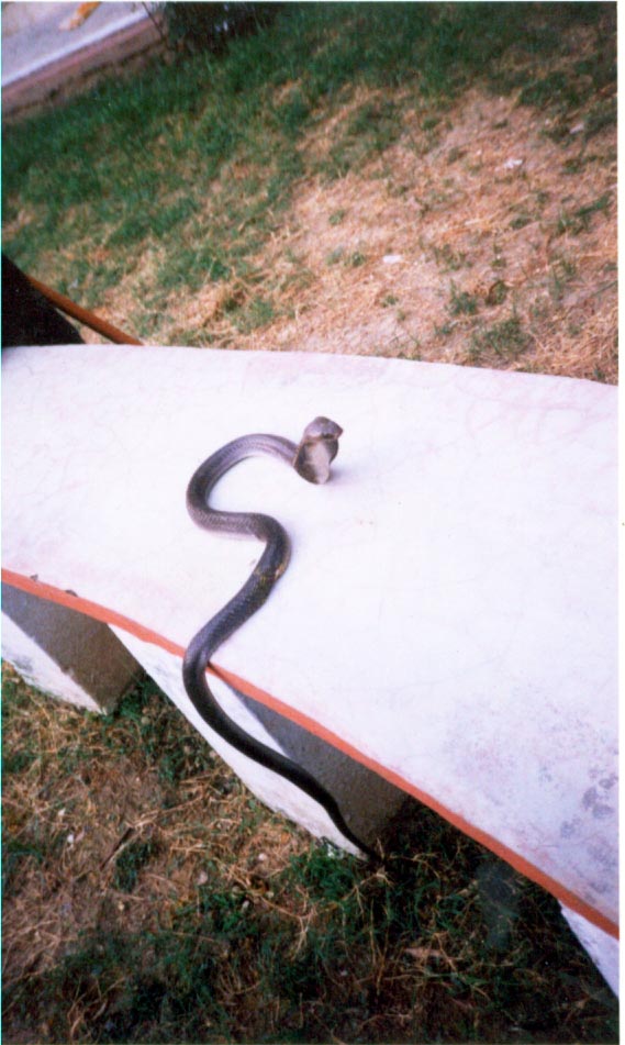 cobra