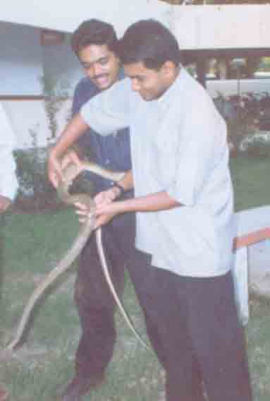 Rat snake