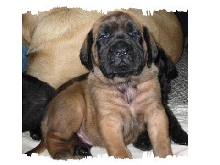 4 week old puppy