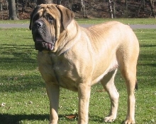 Arwin 17months old