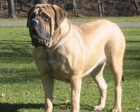 Arwin 17months old