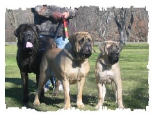 All English Dogs
