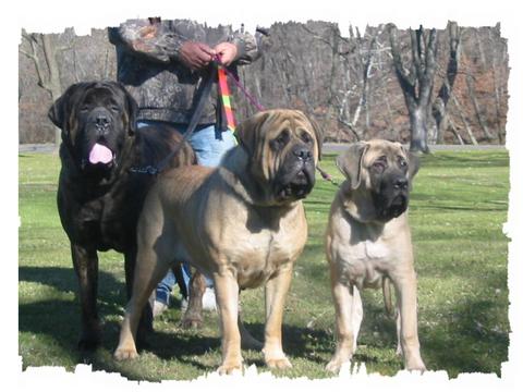 All English Dogs