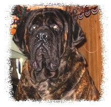 Dozer