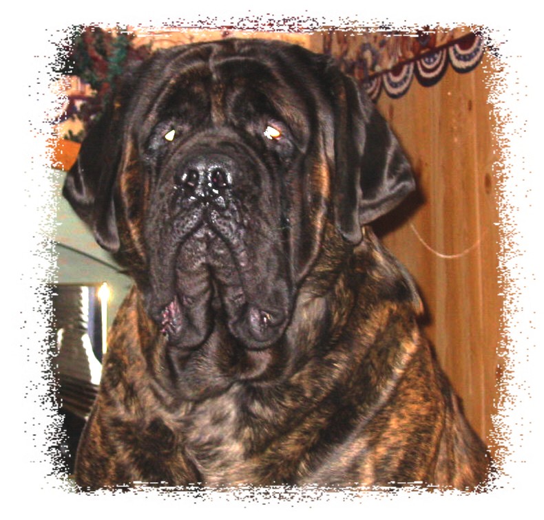 Dozer
