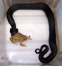 eastern hognose