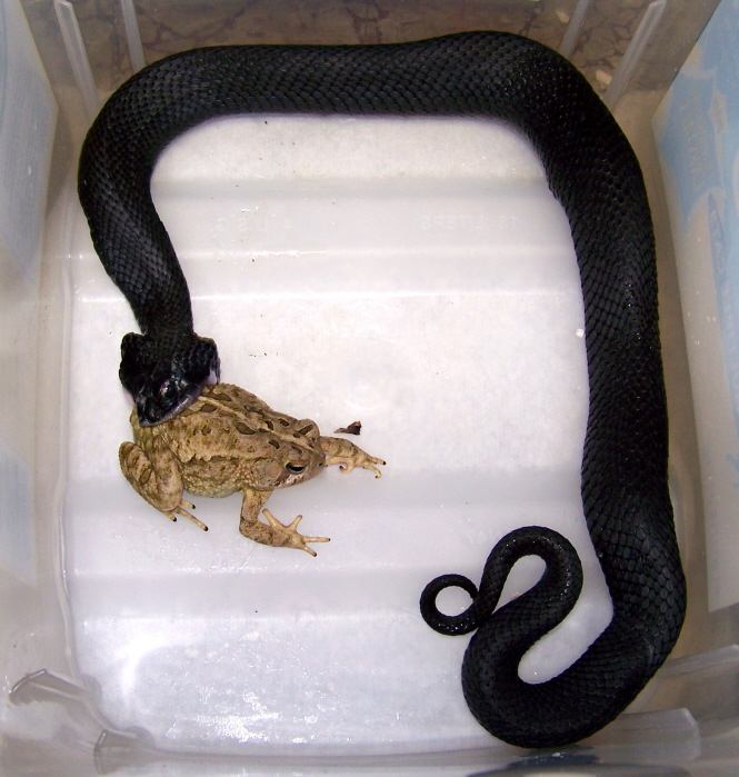 eastern hognose