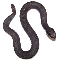 florida eastern