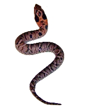 baby 08 eastern