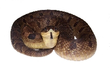 adult eastern