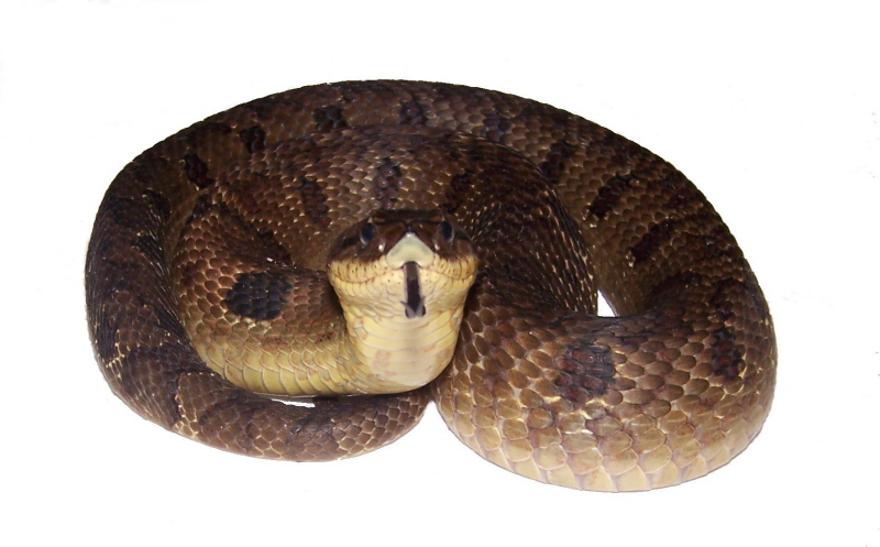adult eastern
