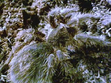 Grammostola chalcothrix
