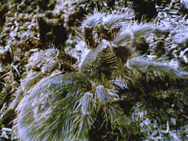 Grammostola chalcothrix