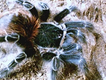 A.chacoana