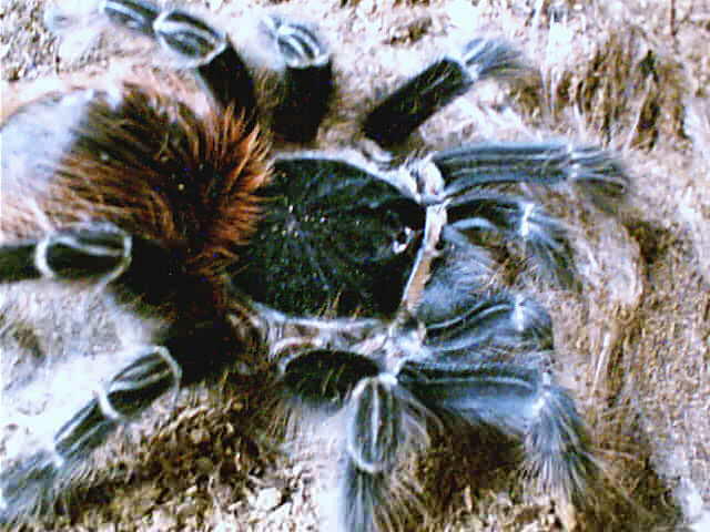 A.chacoana