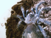 E.pulcherrimaklaasi