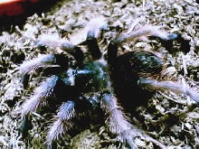 Brachypelma klaasi