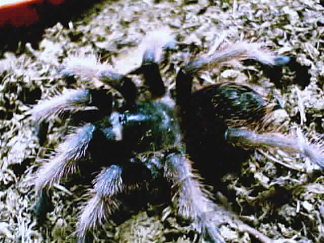 Brachypelma klaasi