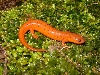 mud salamander