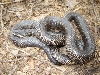 rat snake