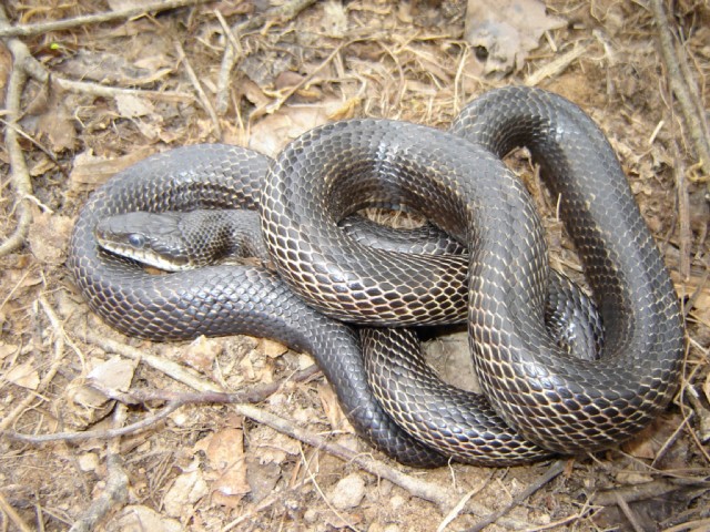 rat snake