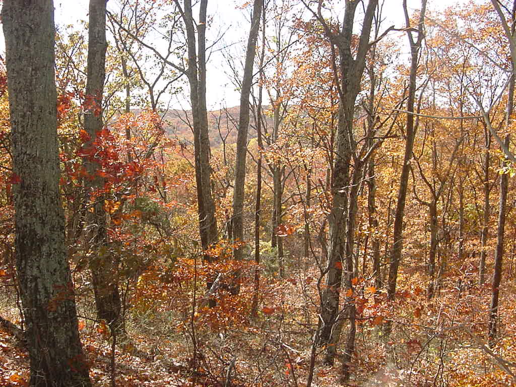 forest