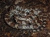 milk snake