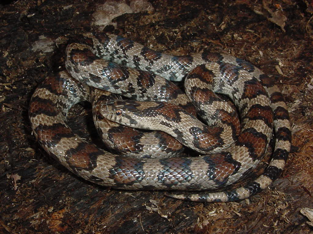 milk snake