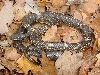 rat snake