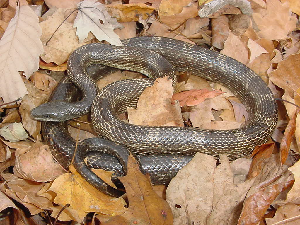 rat snake