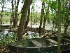 swamp