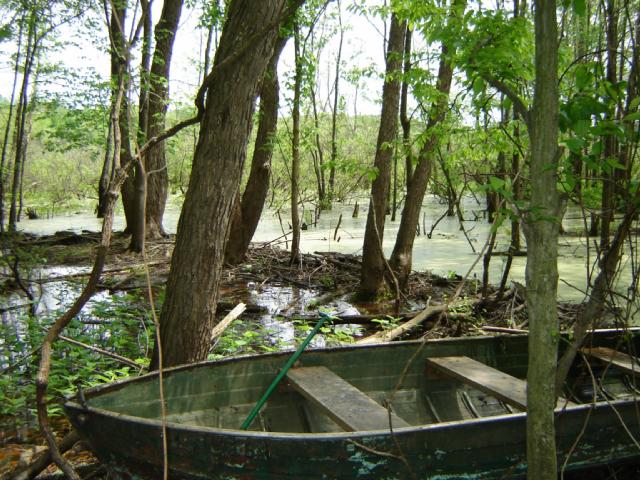 swamp