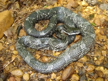 rat snake